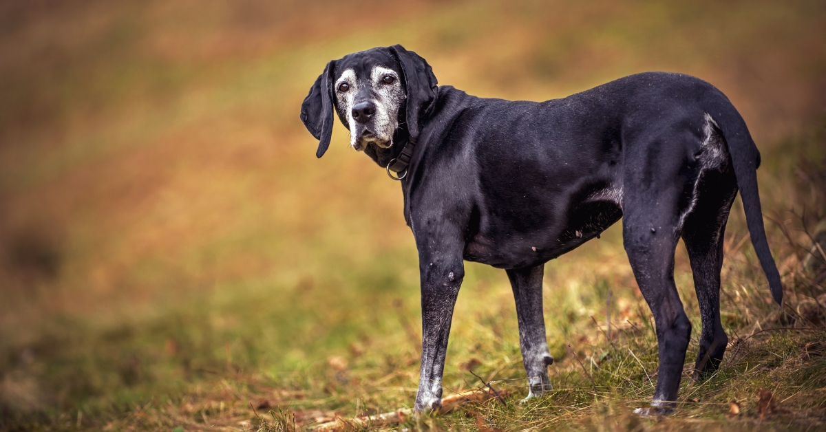 How CBD for Dogs’ Joint Health Supports Mobility as Your Dog Gets Older
